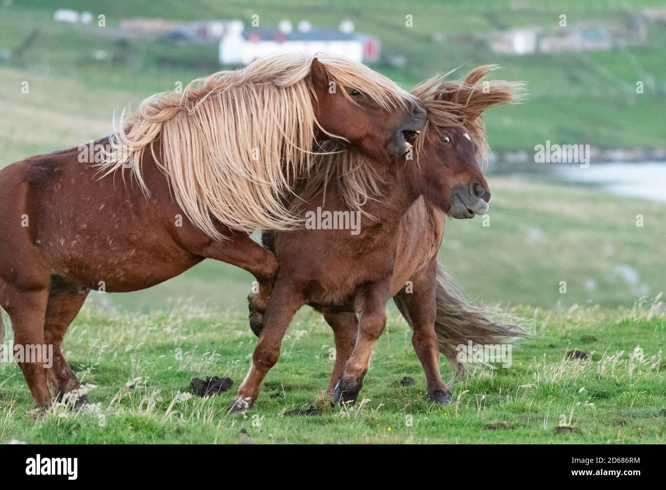 Iceland Horses giocano combattendo, Burra, Shetland Islands, Scozia, Regno Unito Foto Stock