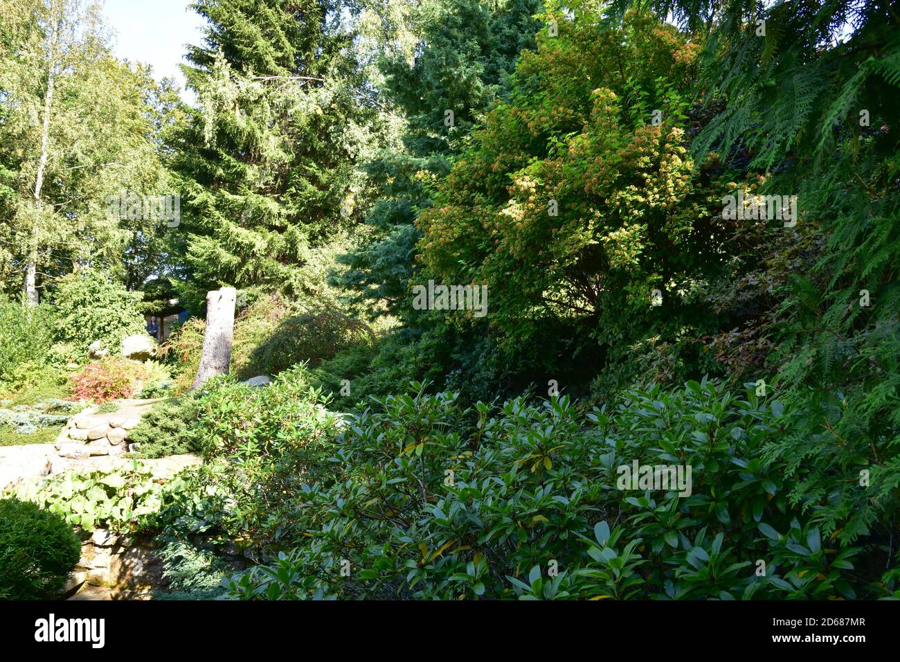 Bel giardino giapponese, alberi meravigliosi, piante, acqua e pietre in una giornata estiva. Foto Stock