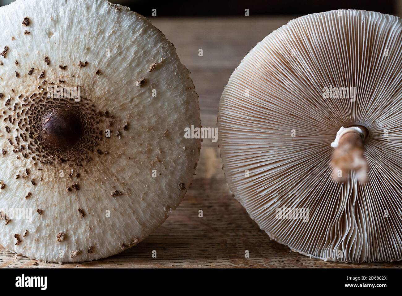 Fungo del parasolo commestibile (Macrolepiota procera) trovato in Kent, Regno Unito Foto Stock