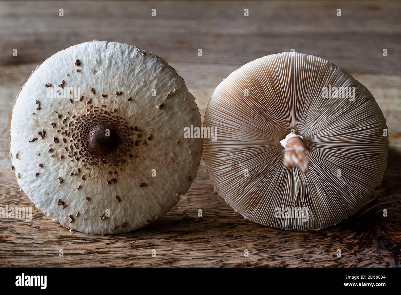 Fungo del parasolo commestibile (Macrolepiota procera) trovato in Kent, Regno Unito Foto Stock
