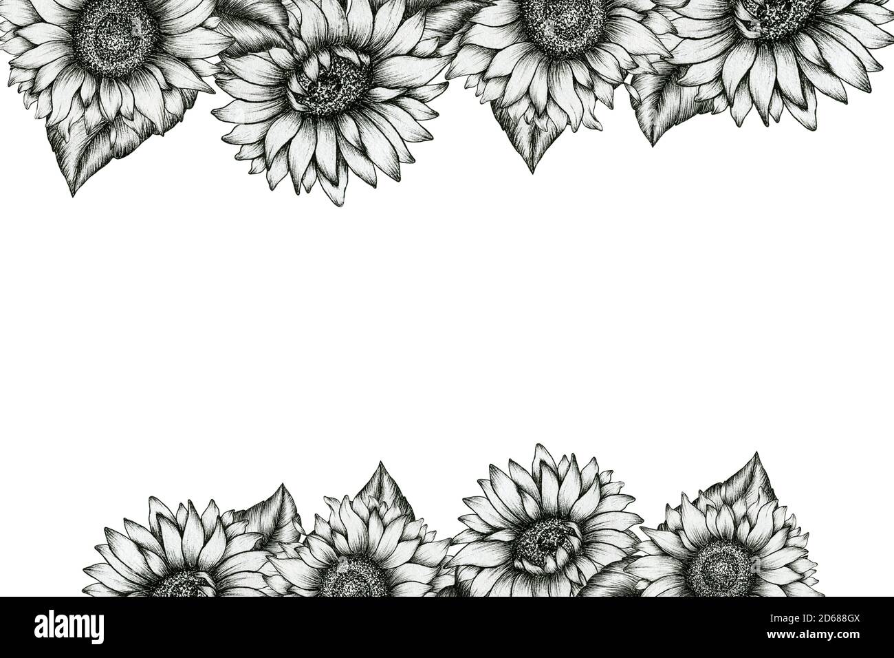 disegno della scheda della cornice dei girasoli in bianco e nero, modello floreale festivo per matrimoni, inviti o celebrazioni, disegno monocromo vintage del girasoli Foto stock - Alamy