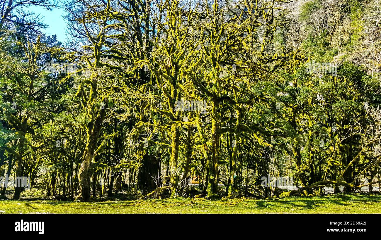 Boschetto di bosso in Abkhazia in giornata di sole. Foto Stock