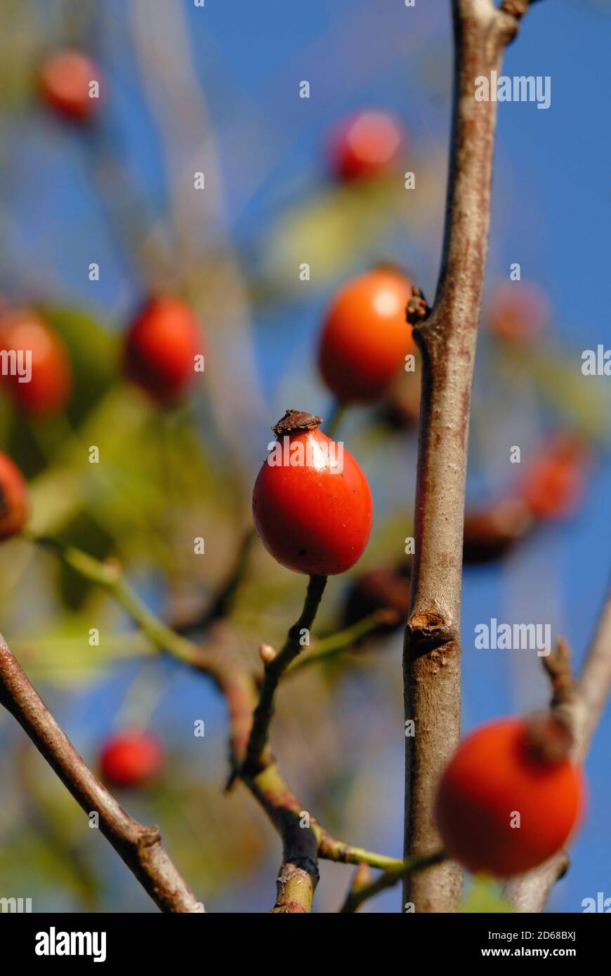 Anche di rose nel giardino nel closeup tardo autunno. Profondità di campo poco profonda Foto Stock