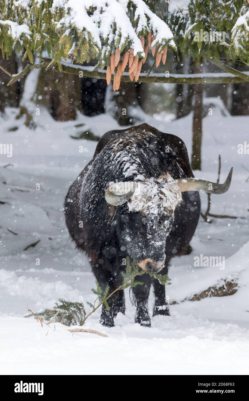 Il bestiame da collo (Bos primigenius taurus), un tentativo di allevare gli Aurochs estinti da bovini domestici. Tempesta di neve nel Parco Nazionale Fores Bavaresi Foto Stock