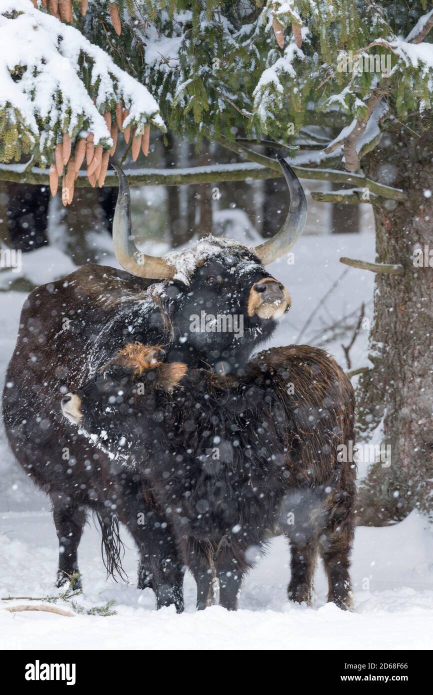 Il bestiame da collo (Bos primigenius taurus), un tentativo di allevare gli Aurochs estinti da bovini domestici. Tempesta di neve nel Parco Nazionale Fores Bavaresi Foto Stock