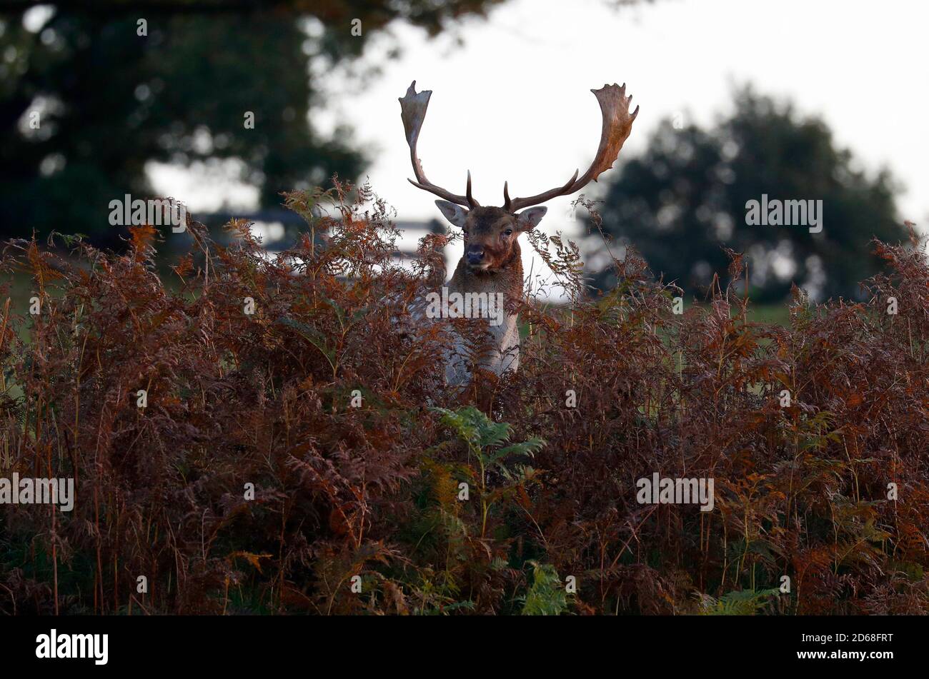 Newtown Linford, Leicestershire, Regno Unito. 15 ottobre 2020. Durante la stagione di caccia nel Bradgate Park, uno stag di daini si trova in bracken. Credit Darren Staples/Alamy Live News. Foto Stock