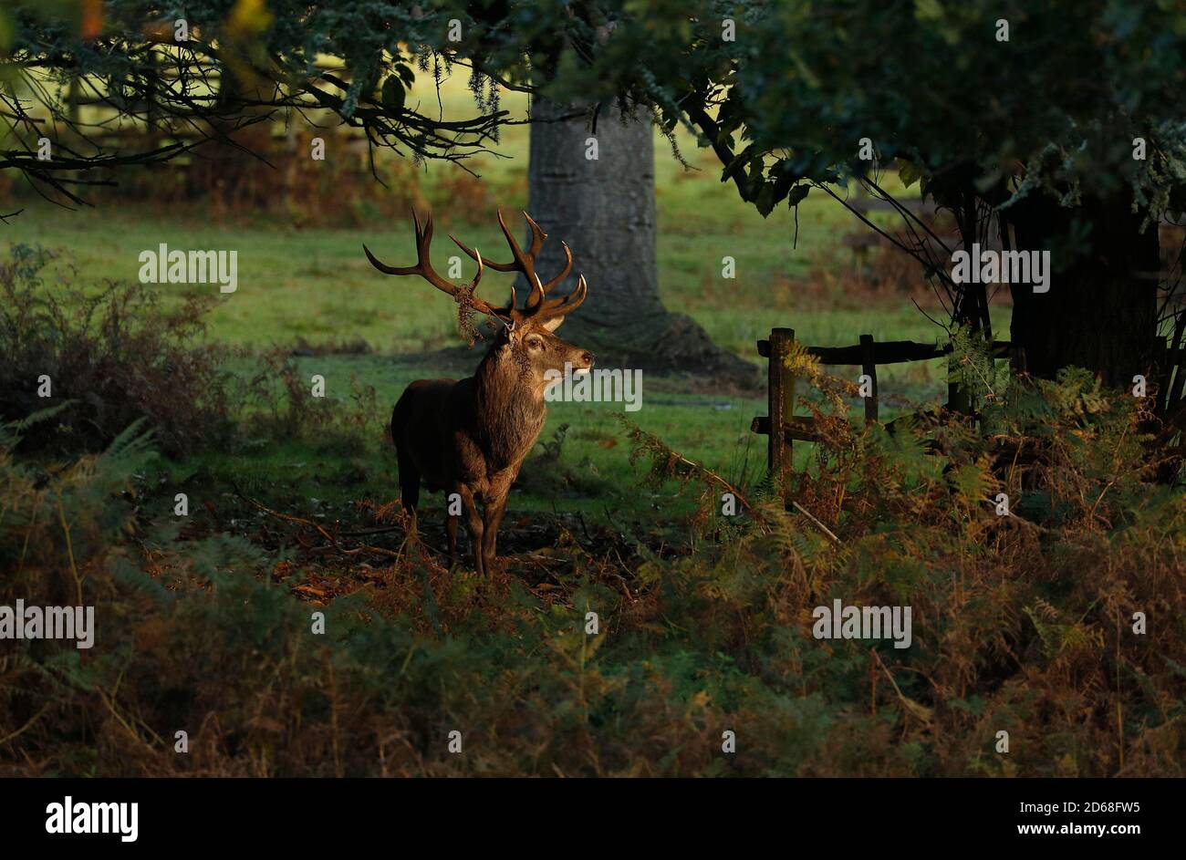 Newtown Linford, Leicestershire, Regno Unito. 15 ottobre 2020. Uno stag dei Red Deer si trova in un'area di luce solare durante la stagione delle esondazioni nel Bradgate Park. Credit Darren Staples/Alamy Live News. Foto Stock