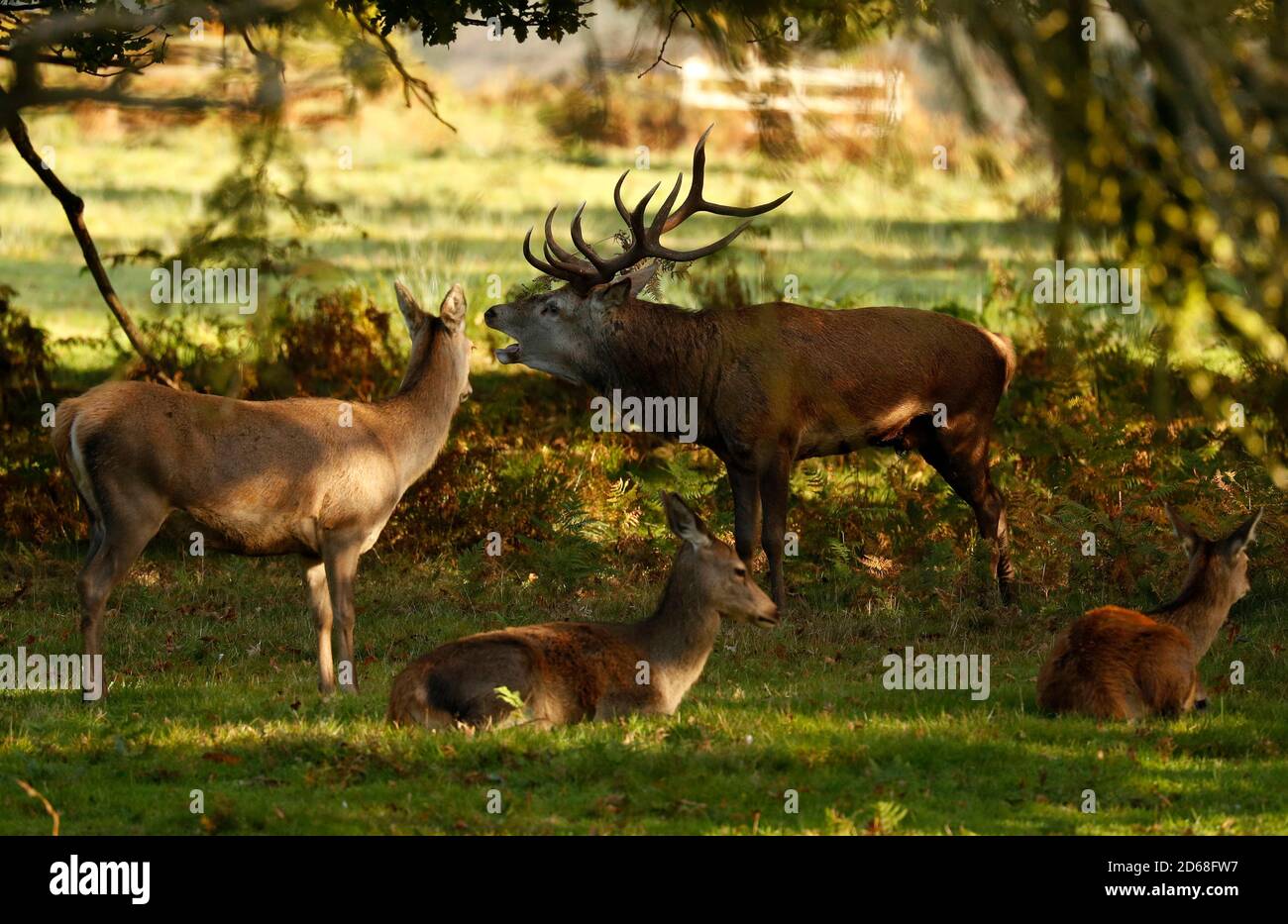 Newtown Linford, Leicestershire, Regno Unito. 15 ottobre 2020. Un Red Deer stag si abbaia durante la stagione delle derive nel Bradgate Park. Credit Darren Staples/Alamy Live News. Foto Stock