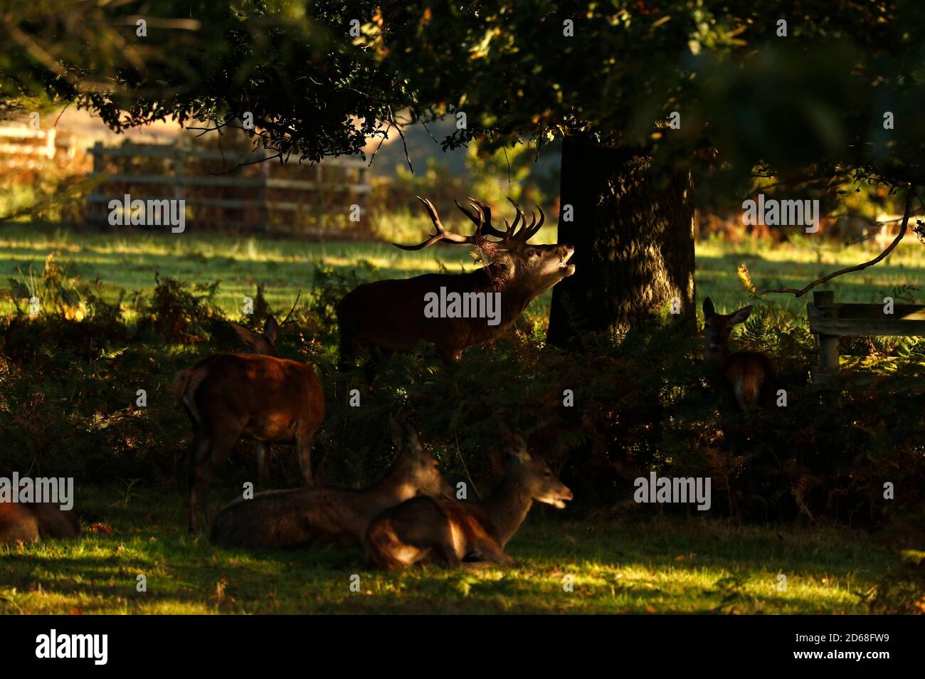 Newtown Linford, Leicestershire, Regno Unito. 15 ottobre 2020. Un Red Deer stag si abbaia durante la stagione delle derive nel Bradgate Park. Credit Darren Staples/Alamy Live News. Foto Stock