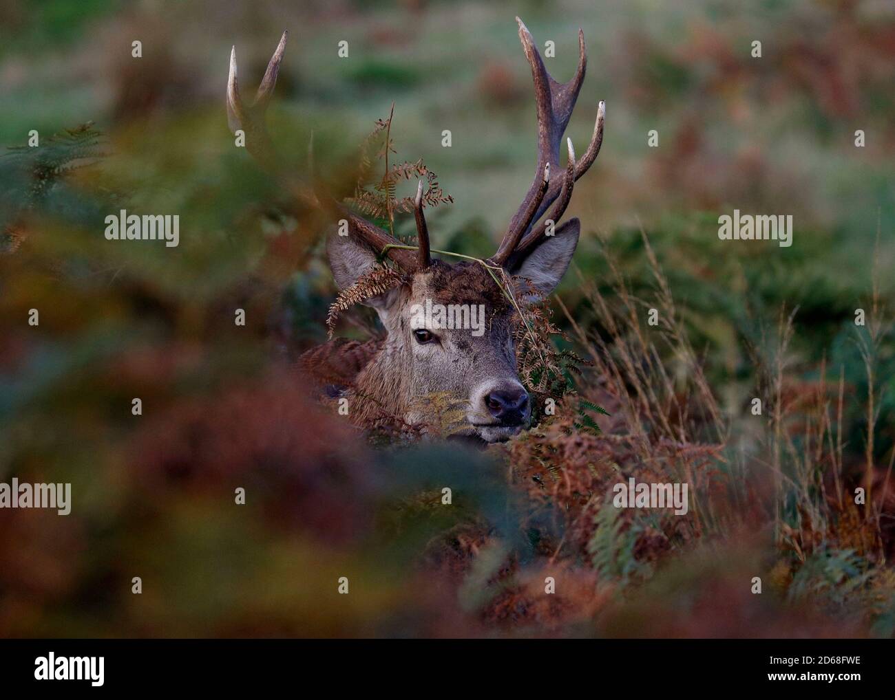 Newtown Linford, Leicestershire, Regno Unito. 15 ottobre 2020. Un Red Deer Stag si trova in bracken durante la stagione di rutting a Bradgate Park. Credit Darren Staples/Alamy Live News. Foto Stock