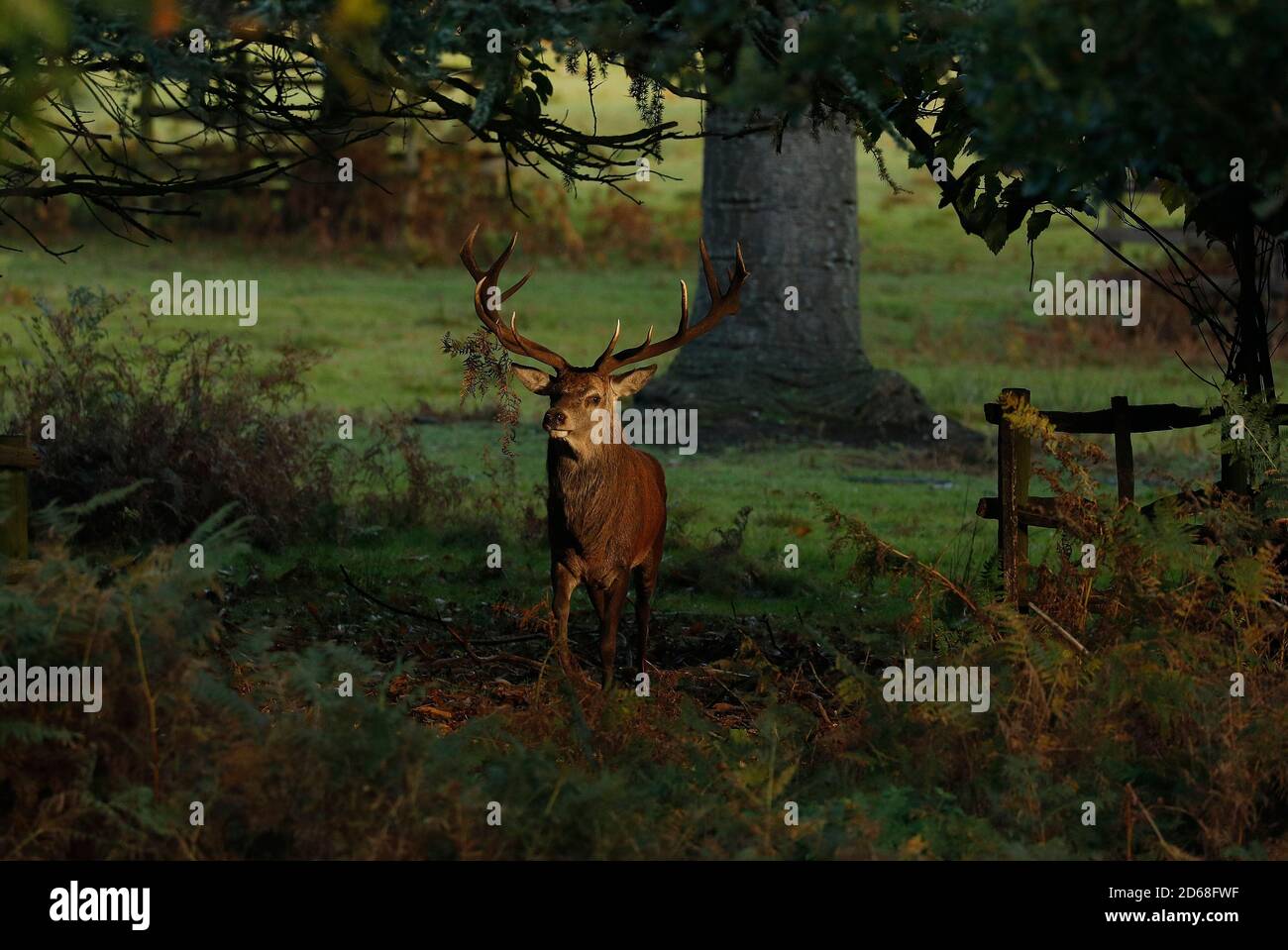 Newtown Linford, Leicestershire, Regno Unito. 15 ottobre 2020. Uno stag dei Red Deer si trova in un'area di luce solare durante la stagione delle esondazioni nel Bradgate Park. Credit Darren Staples/Alamy Live News. Foto Stock