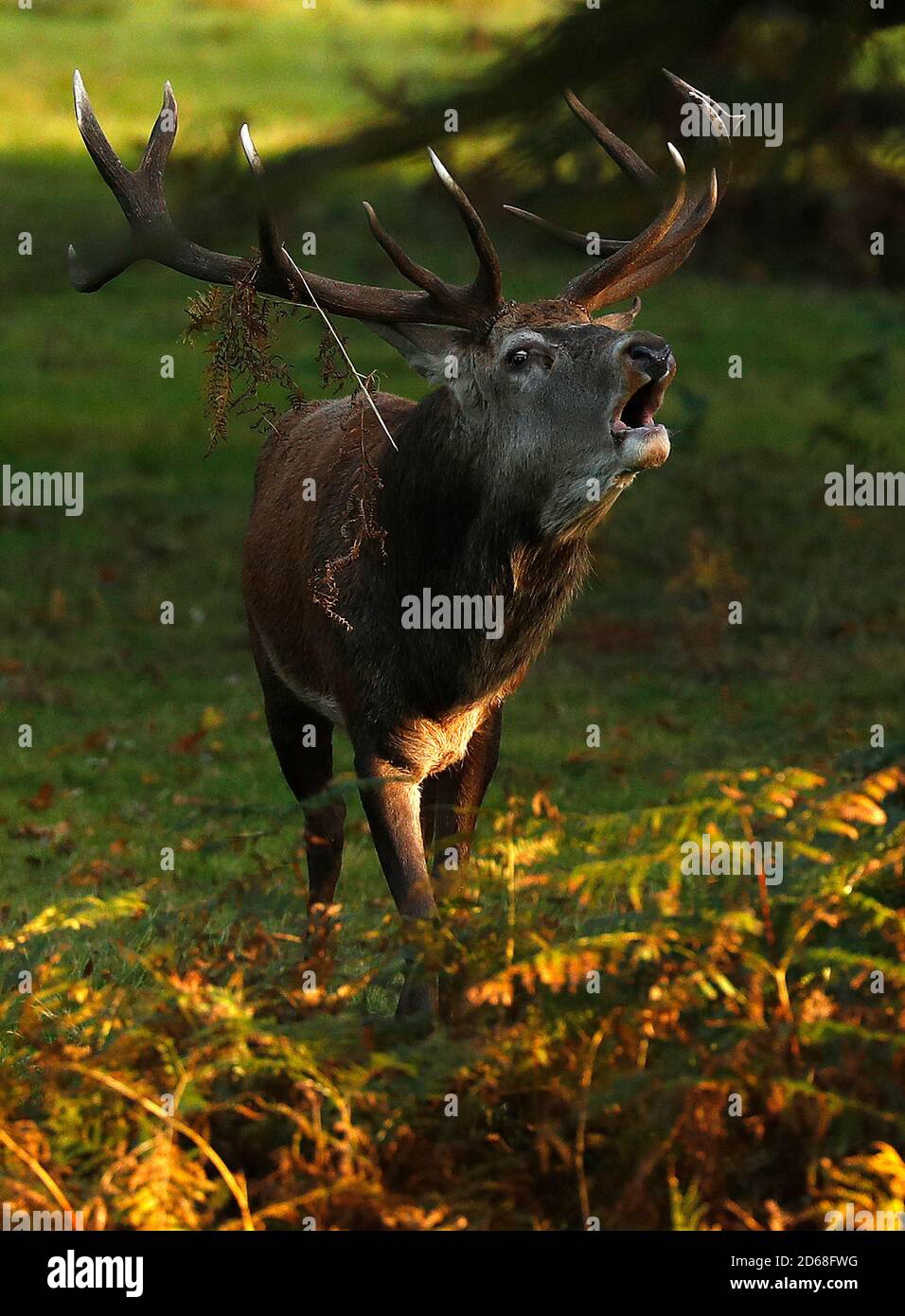 Newtown Linford, Leicestershire, Regno Unito. 15 ottobre 2020. Un Red Deer stag si abbaia durante la stagione delle derive nel Bradgate Park. Credit Darren Staples/Alamy Live News. Foto Stock