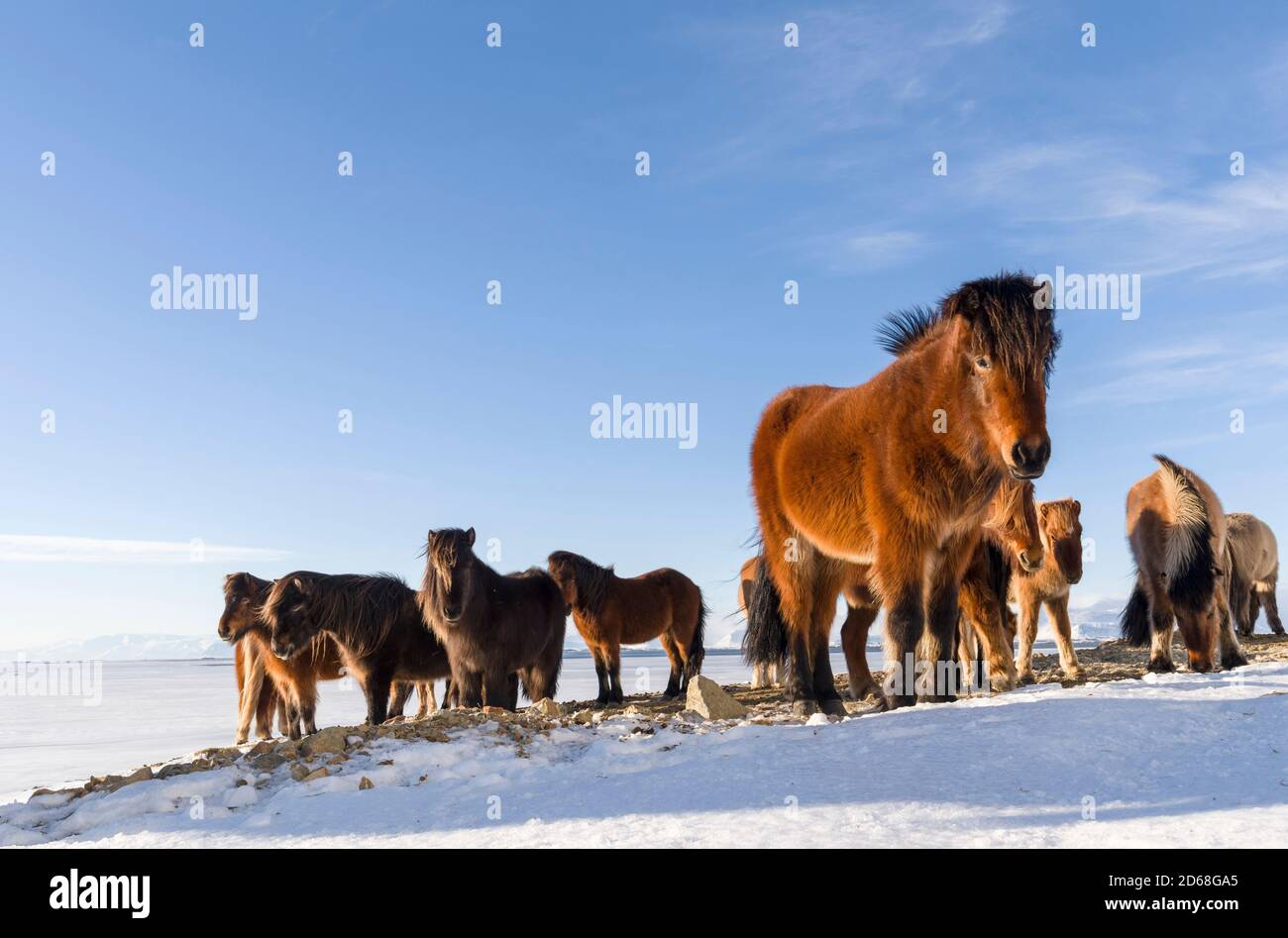 Cavallo islandese durante l'inverno in Islanda con tipico cappotto invernale. Questa razza tradizionale islandese ricalca la sua origine ai cavalli del vichingo Foto Stock
