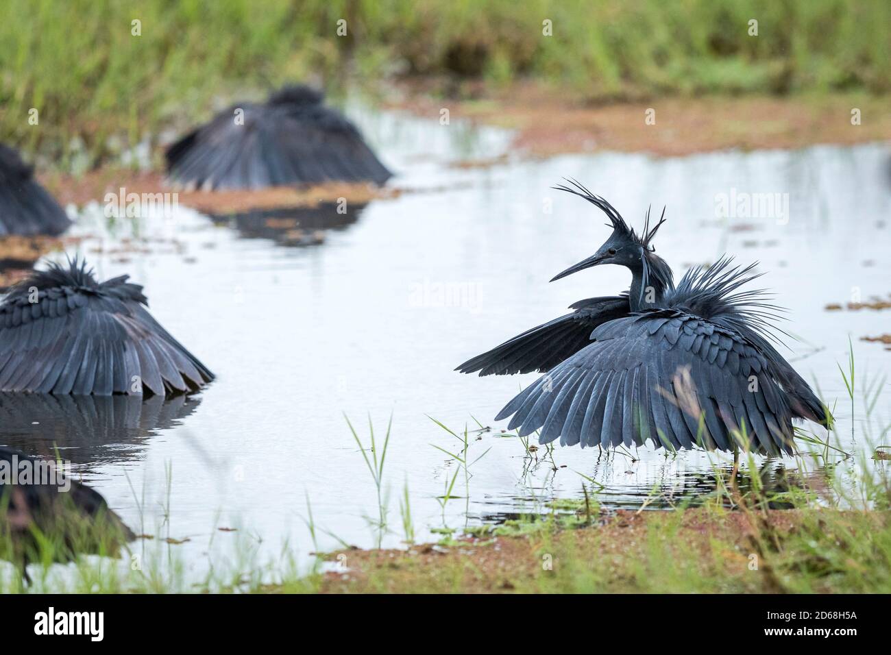 Un gruppo di aironi neri in piedi in acqua con loro Le ali aprono la caccia al pesce nel Parco Nazionale di Amboseli in Kenya Foto Stock Un gruppo di aironi neri in piedi in acqua con loro Le ali aprono la caccia al pesce nel Parco Nazionale di Amboseli in Kenya Foto Stock