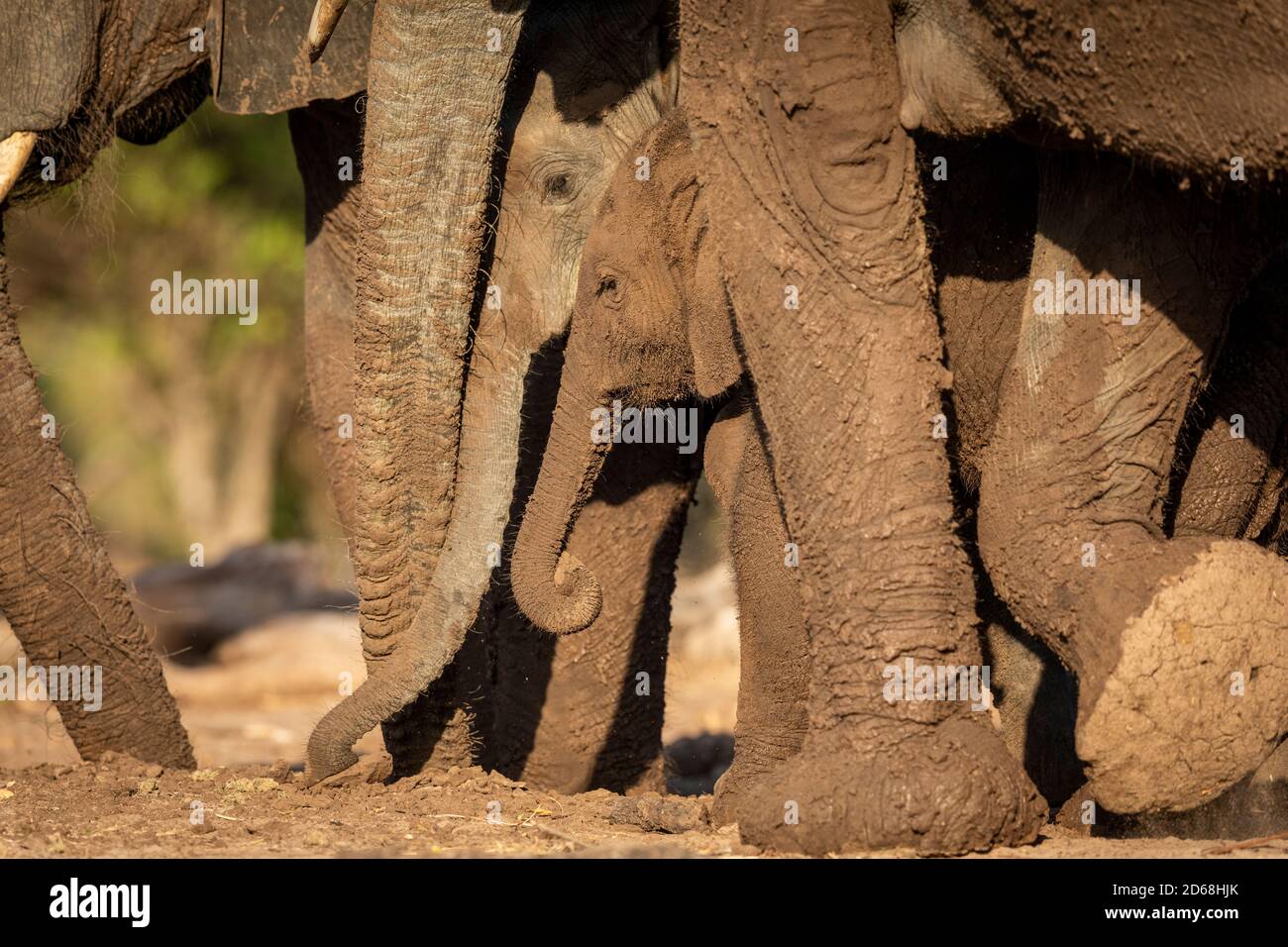 Elephant Herd Walking proteggere un elefante bambino in Botswana Foto Stock