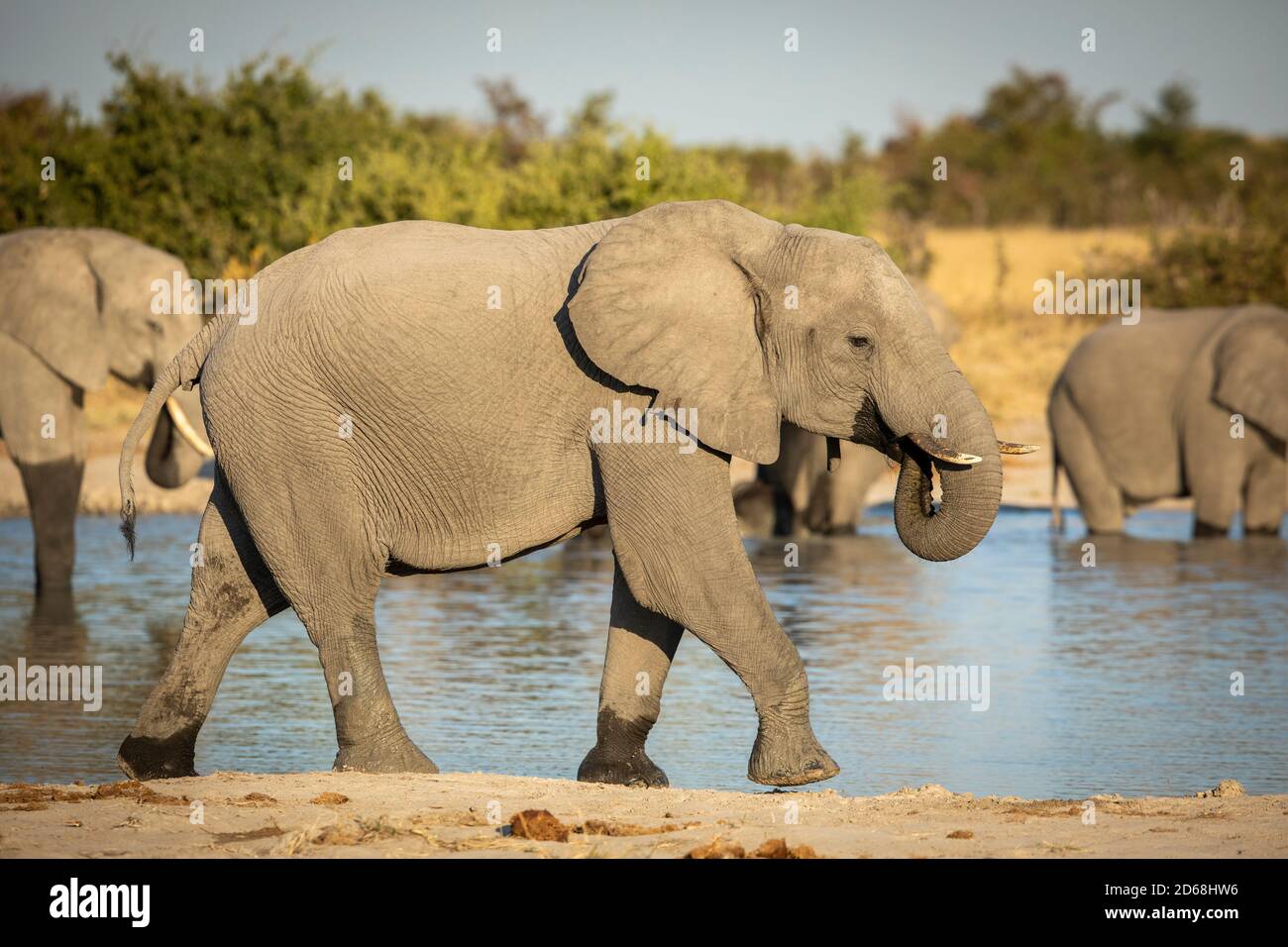 Femmina elefante bere acqua mentre camminando al bordo di fiume con la sua mandria in piedi in acqua sullo sfondo A Savuti in Botswana Foto Stock