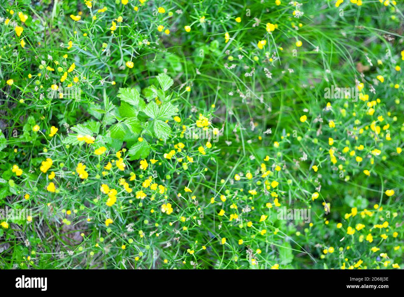 fiori selvatici gialli in erba verde Foto Stock