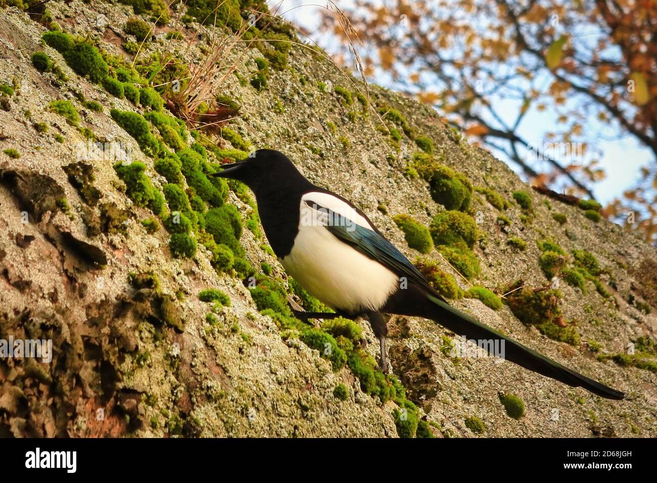Magpie eurasiatico o comune Magpie, Pica Pica, muschio di scavo. Il corvide alla ricerca di insetti o cibo schiacciato da un altro uccello. Foto Stock