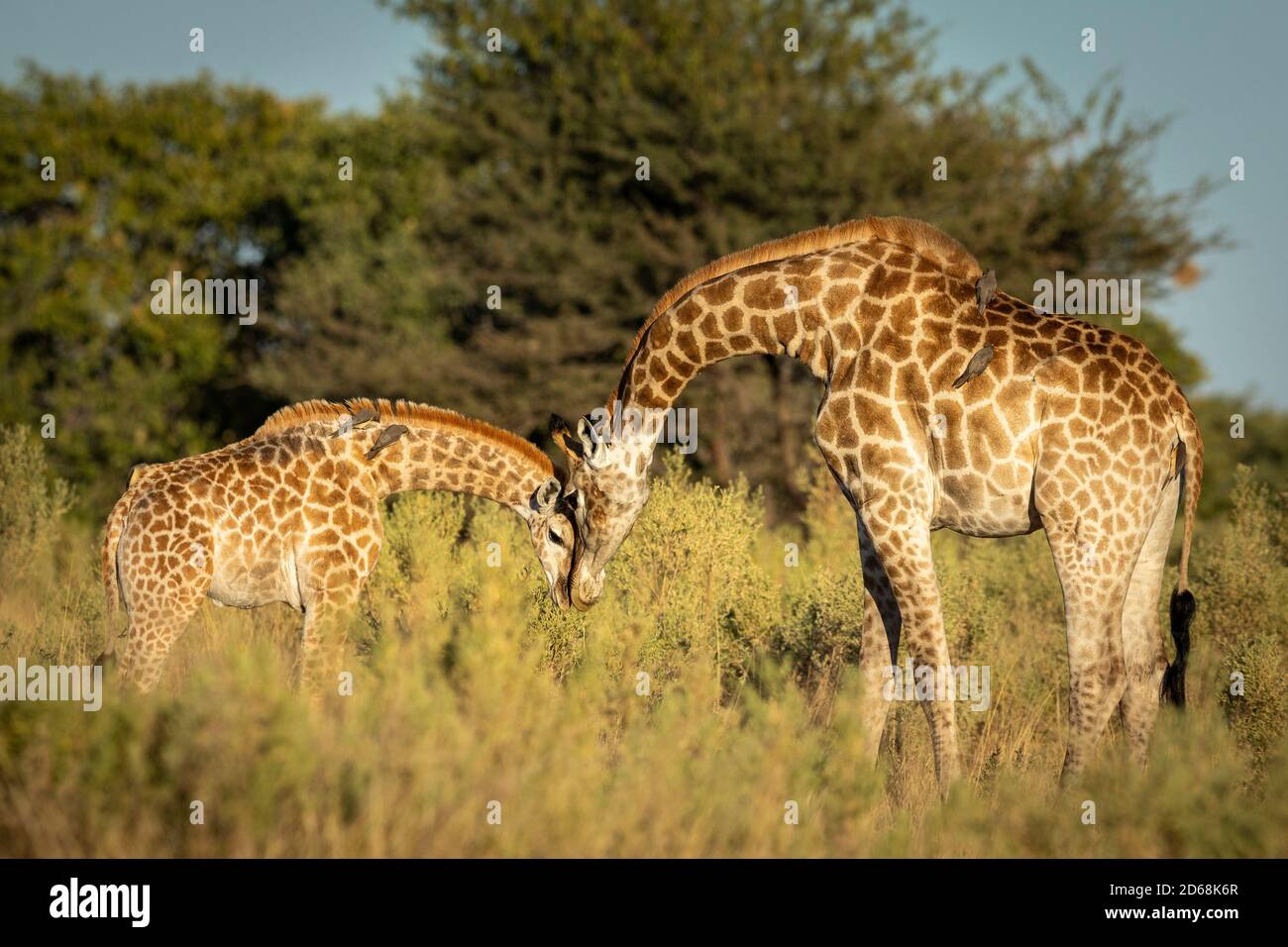 Femmina giraffa e il suo bambino in piedi in verde cespuglio dentro La luce del sole del mattino nel Delta di Moremi Okavango in Botswana Foto Stock