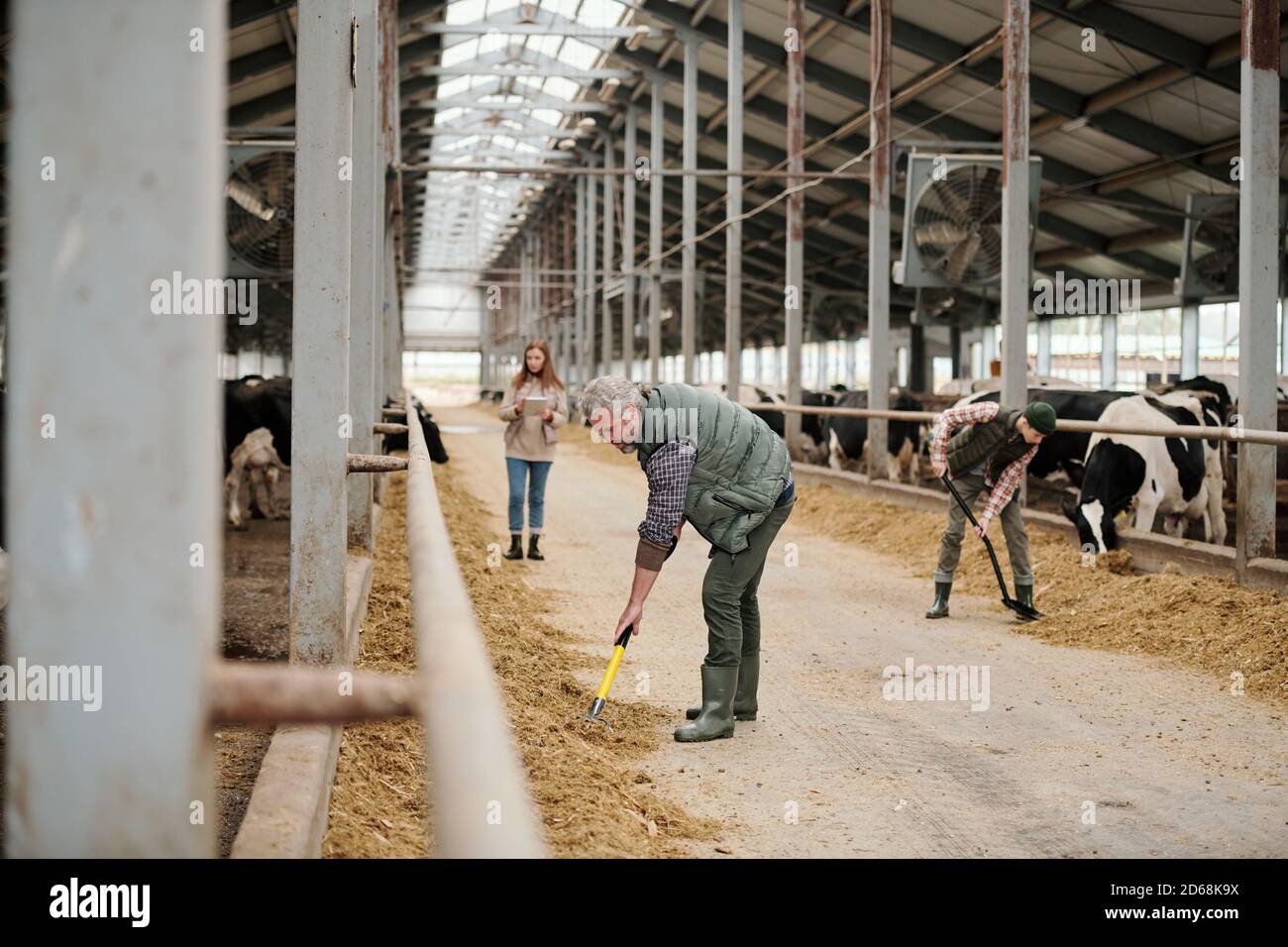 Impegnato proprietario di fattoria maschile che lavora con fiforchetta mentre si nutrire le mucche insieme con la famiglia in cappottatura Foto Stock