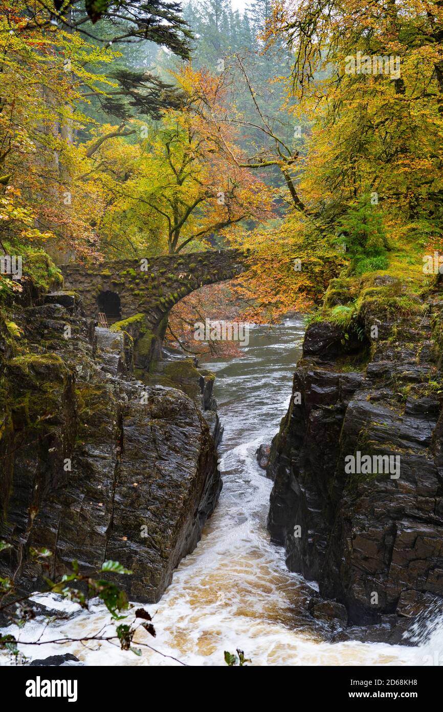 Colori autunnali sugli alberi e sul fiume Braan in spate presso l'Hermitage vicino a Dunkeld a Perth e Kinross. Il sito è un National Trust for Scotland Protect Foto Stock