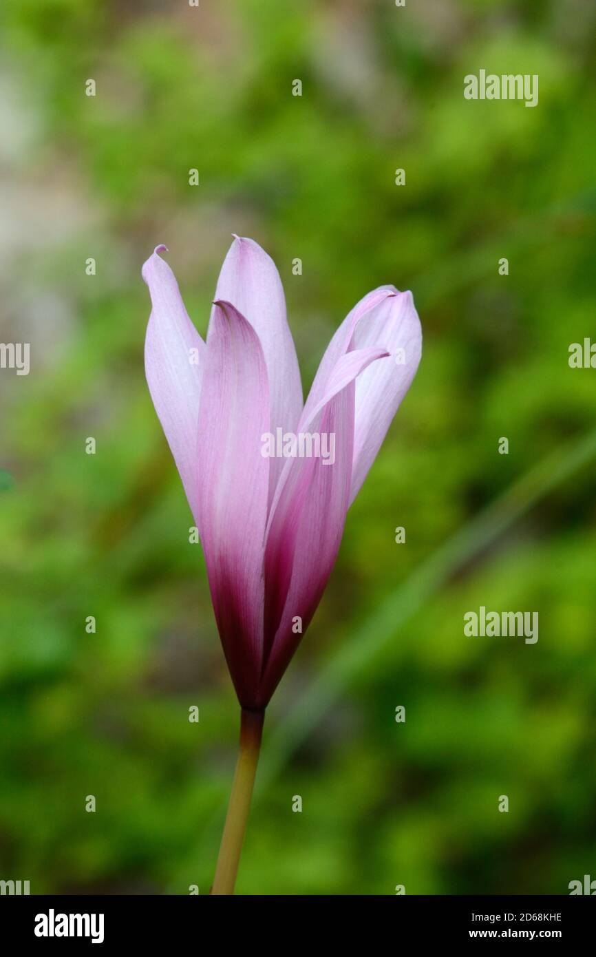 Habranthus brachyandrus gambo corto pioggia giglio rosa chiaro tromba come Fiore con gola viola Giardino Botanico Nazionale del Galles Carmarthenshire REGNO UNITO Foto Stock