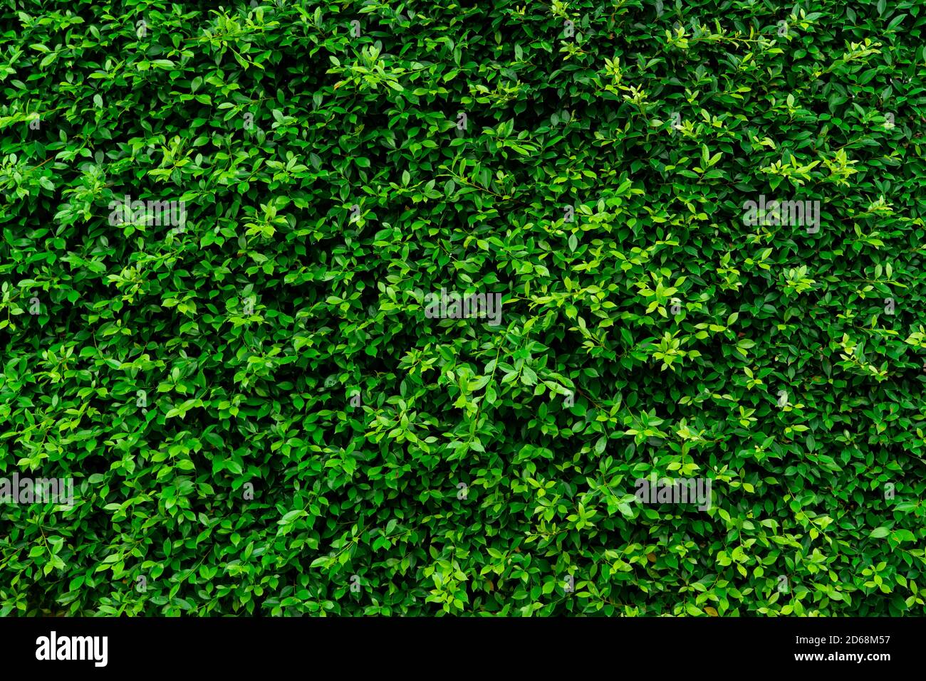 Closeup sempreverde siepi piante. Piccole foglie verdi in fondo texture parete siepe. Eco sempreverde siepe muro. Pianta ornamentale in giardino cortile. Foto Stock