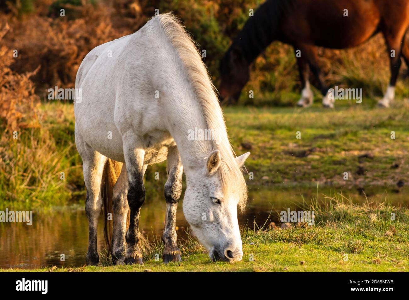 Pony bianco della New Forest in morbida e calda luce autunnale Foto Stock