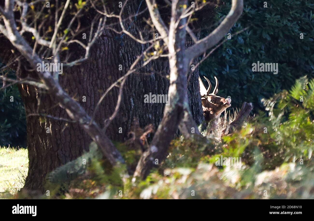 New Forest, Regno Unito. 15 ottobre 2020. Allow cervo buck mantici fuori nel sole di autunno a Bolderwood nella Foresta Nuova. Credit: Richard Crease/Alamy Live News Foto Stock