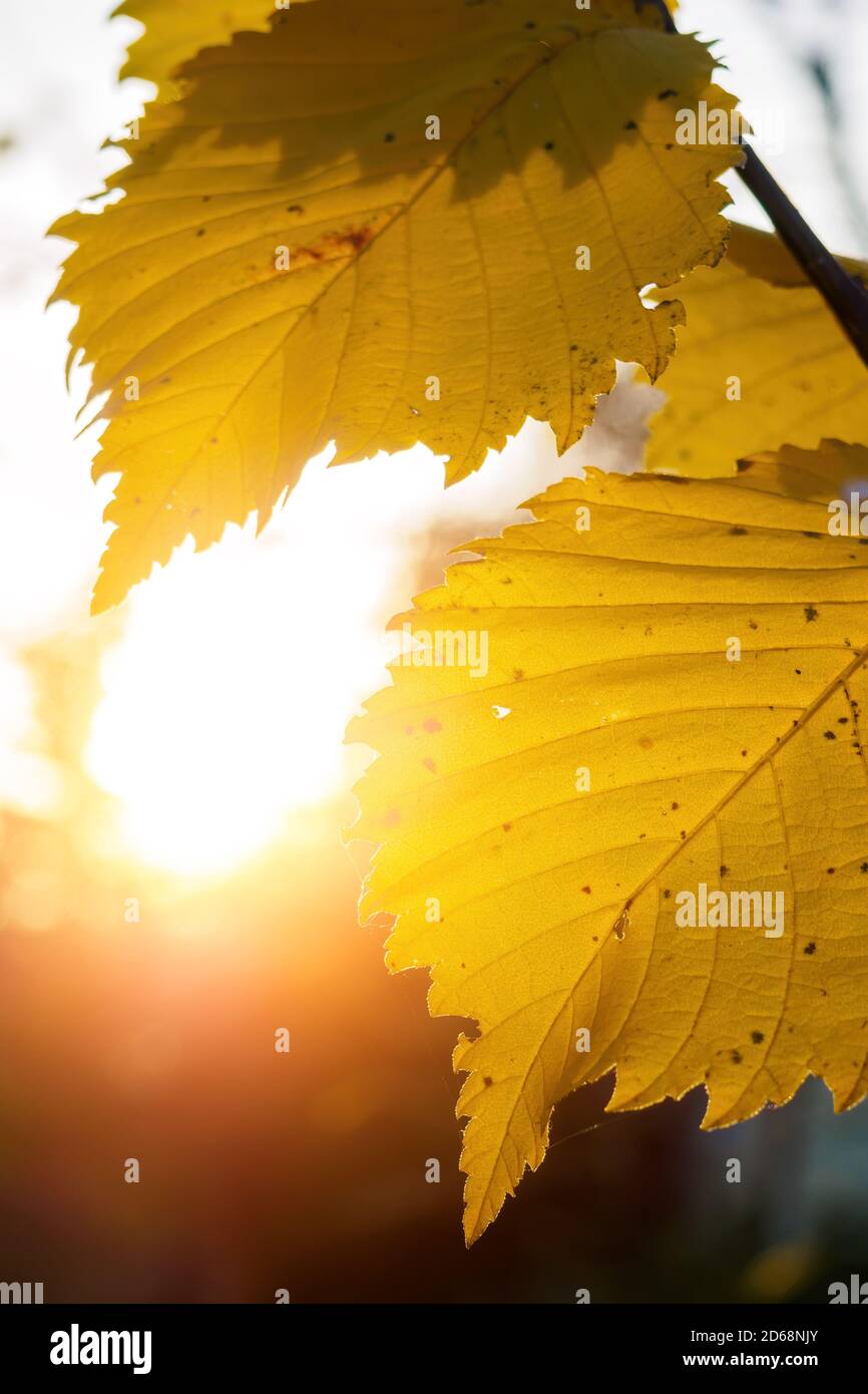 I raggi del sole del tramonto brillano attraverso due foglie gialle in autunno. Messa a fuoco selettiva. Foto Stock