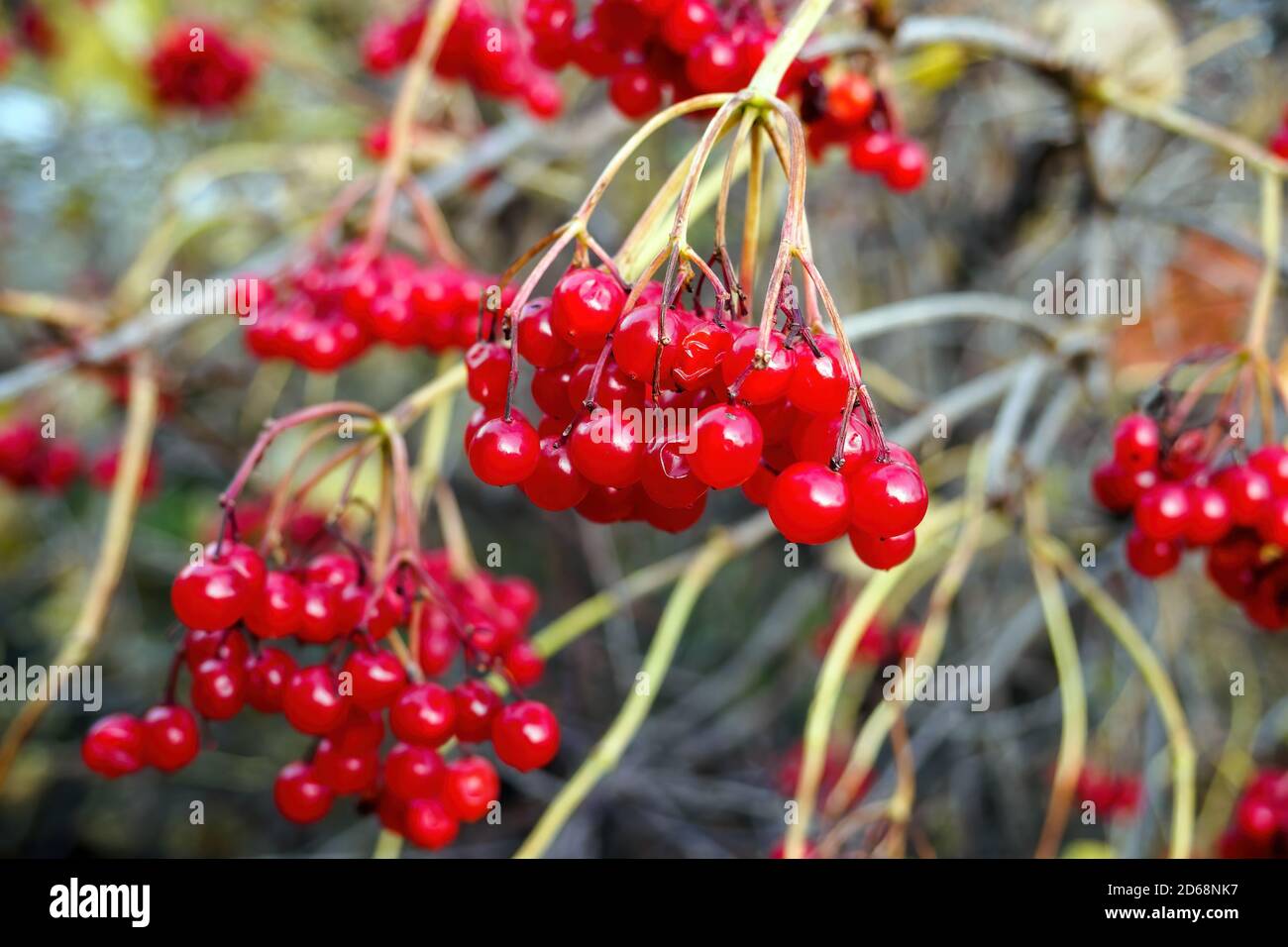 I frutti rossi del viburnum pendono sull'albero il giorno di autunno soleggiato, fuoco selettivo. Foto Stock