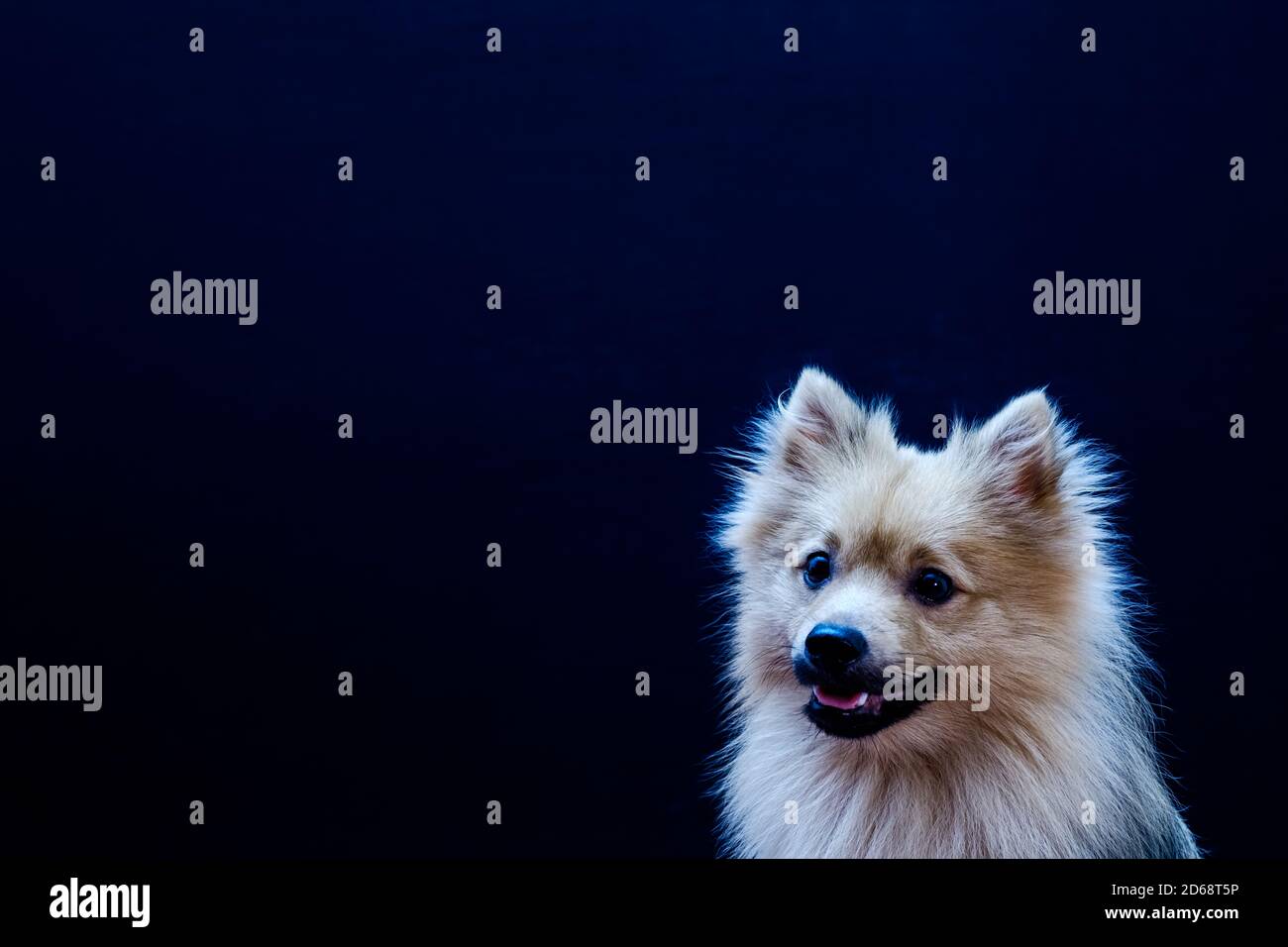 Questo cane è alla ricerca di divertimento Foto Stock