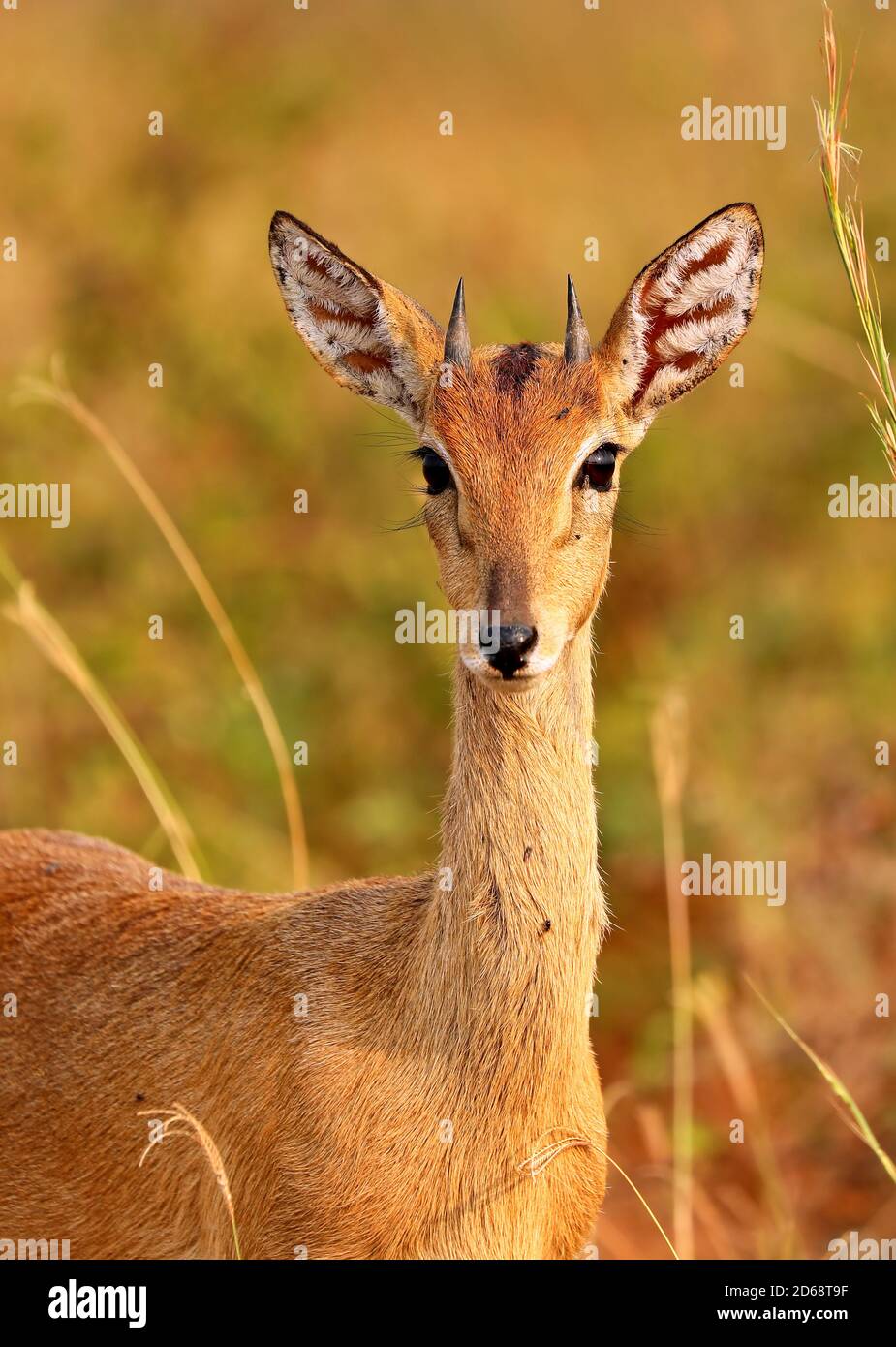Oribi, Murchison Falls National Park Uganda (Ourebia ourebi) Foto Stock