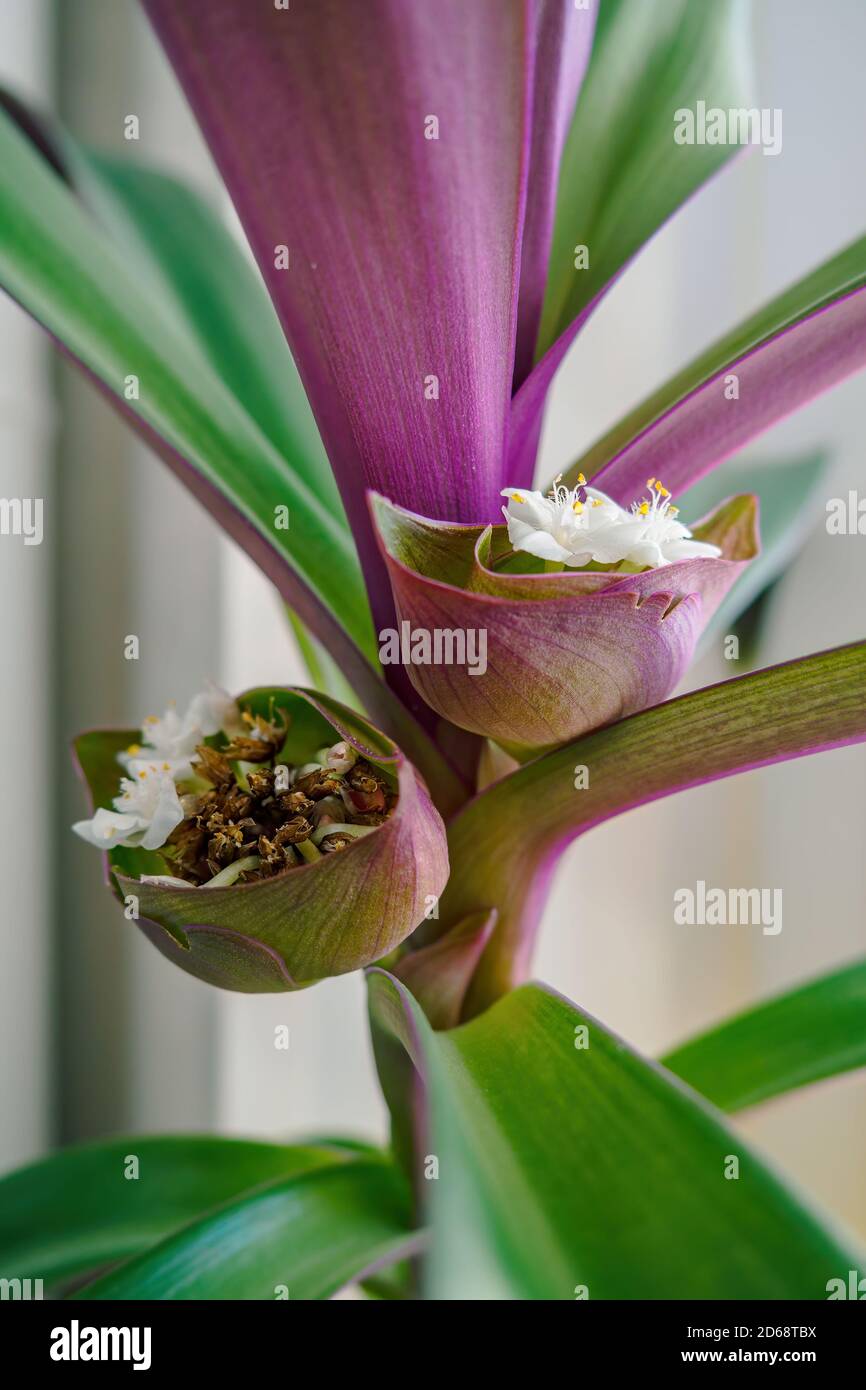 Fiore bianco del giglio della barca o Mosè-nella-culla in fiore. Vista verticale della tradescantia spathacea Foto Stock