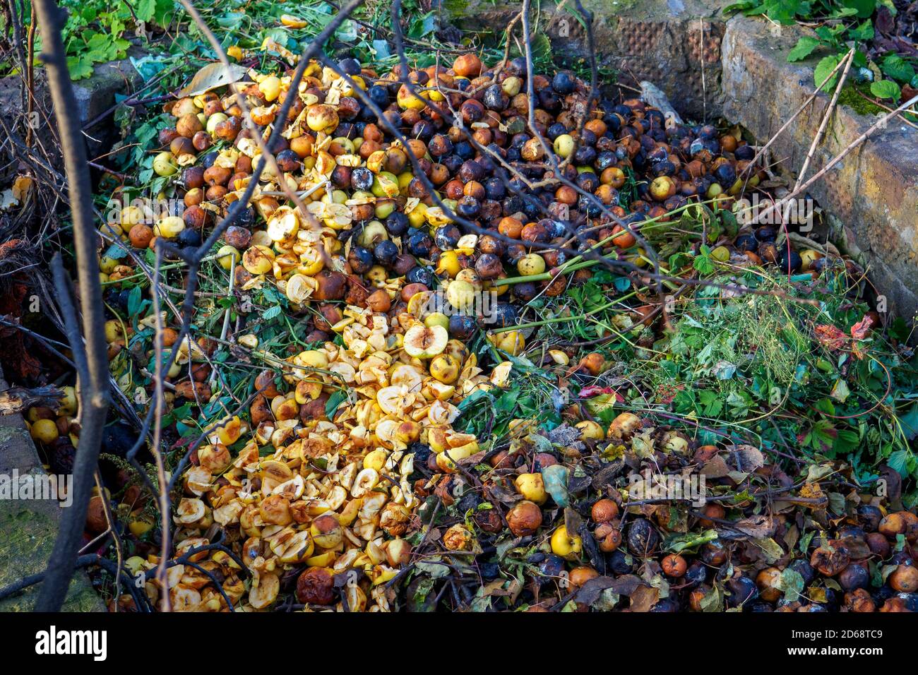 Un mucchio di mele marcio nel giardino con piante e rami. Box compost nel giardino Foto Stock