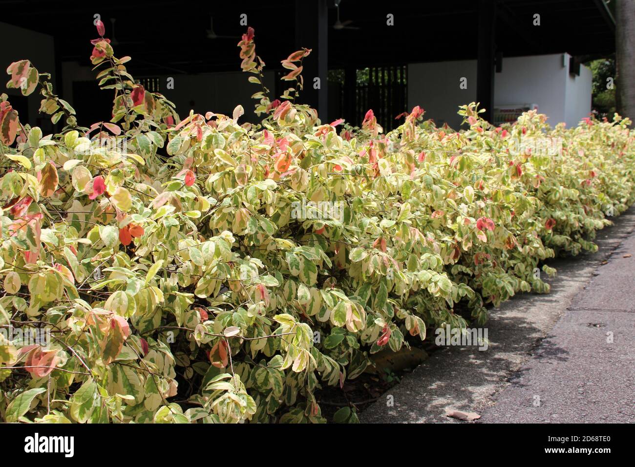 piante nel parco di hort a singapore Foto Stock