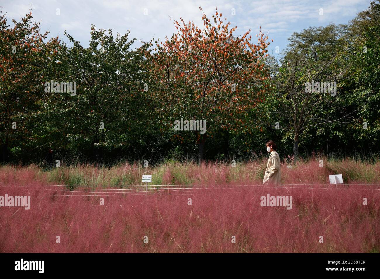Seoul, Corea del Sud. 15 Ott 2020. Una donna passa accanto a un campo di erba di muhly rosa nel Parco Olimpico di Seoul, Corea del Sud, 15 ottobre 2020. Domenica la Corea del Sud ha deciso di abbassare le sue linee guida a tre livelli in materia di distanza sociale al livello più basso poiché i casi giornalieri COVID-19 sono rimasti relativamente bassi negli ultimi giorni. Molti residenti scelgono di visitare i parchi per attività all'aperto durante la stagione autunnale. Credit: Wang Jingqiang/Xinhua/Alamy Live News Foto Stock