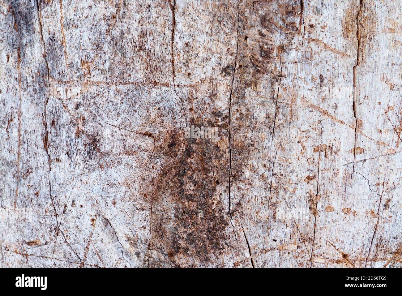 Primo piano di tronco d'albero senza corteccia, fondo di tessitura di legno ruvido Foto Stock