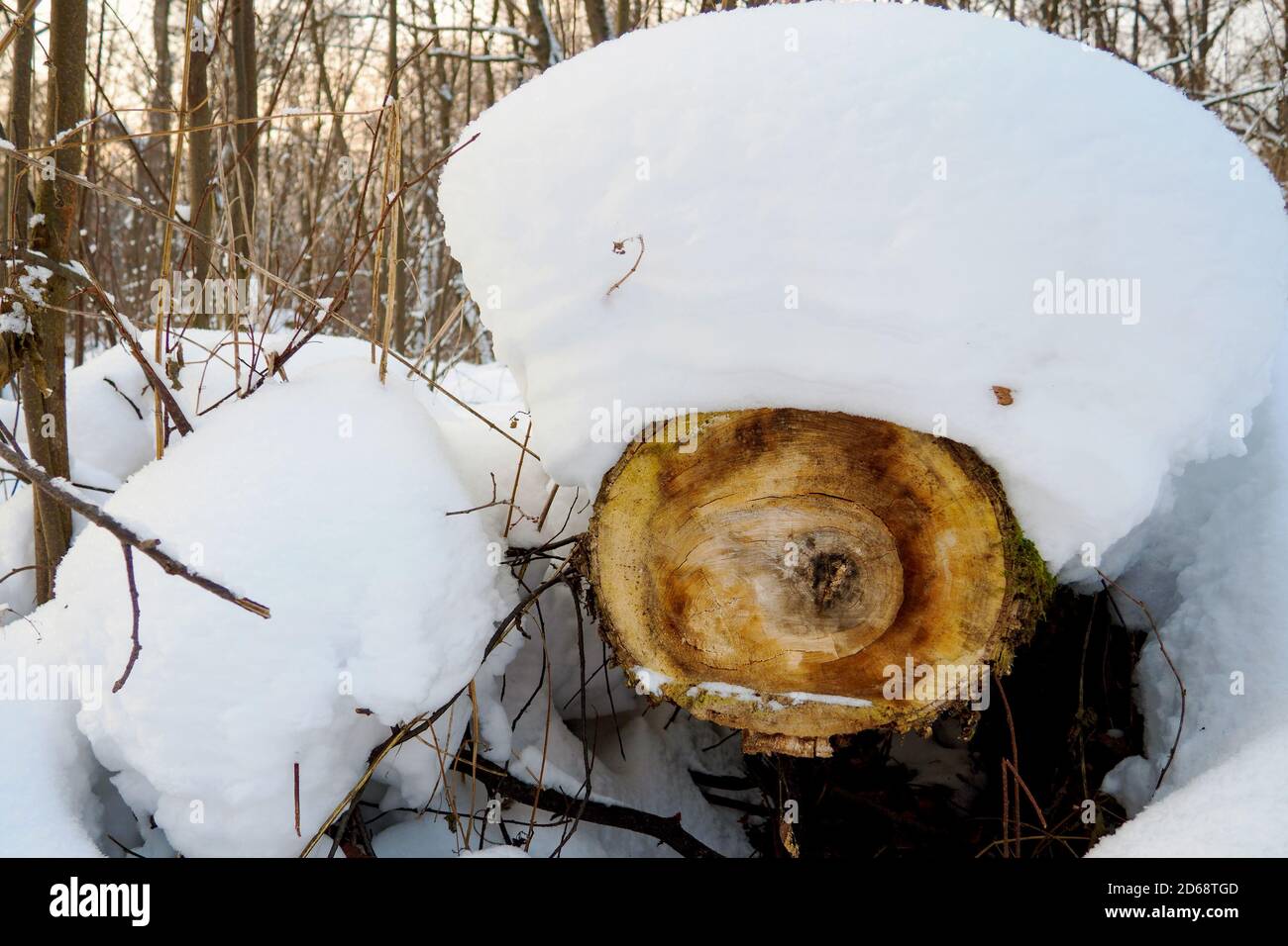Vista di un taglio di log sotto un cappuccio da neve in una foresta invernale Foto Stock