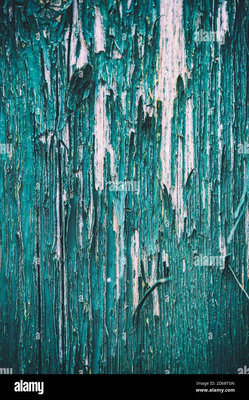 Dettaglio di fessurazione e distacco della vernice verde su una vecchia recinzione di legno Foto Stock