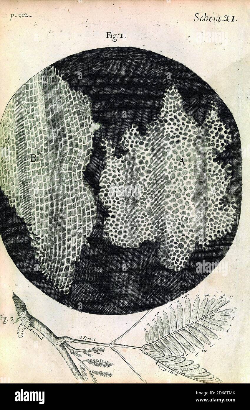 Titolo: Osservazioni di Hooke sulla struttura cellulare di sughero (fig. 1) e di impianto sensibile (sensibile) (fig. 2). Primo uso della parola cella per chiamare nido d'ape natura di sughero. Creatore : Robert Hooke Data: 1665. Media: Incisione Località: Royal Institution of Great Britain Foto Stock