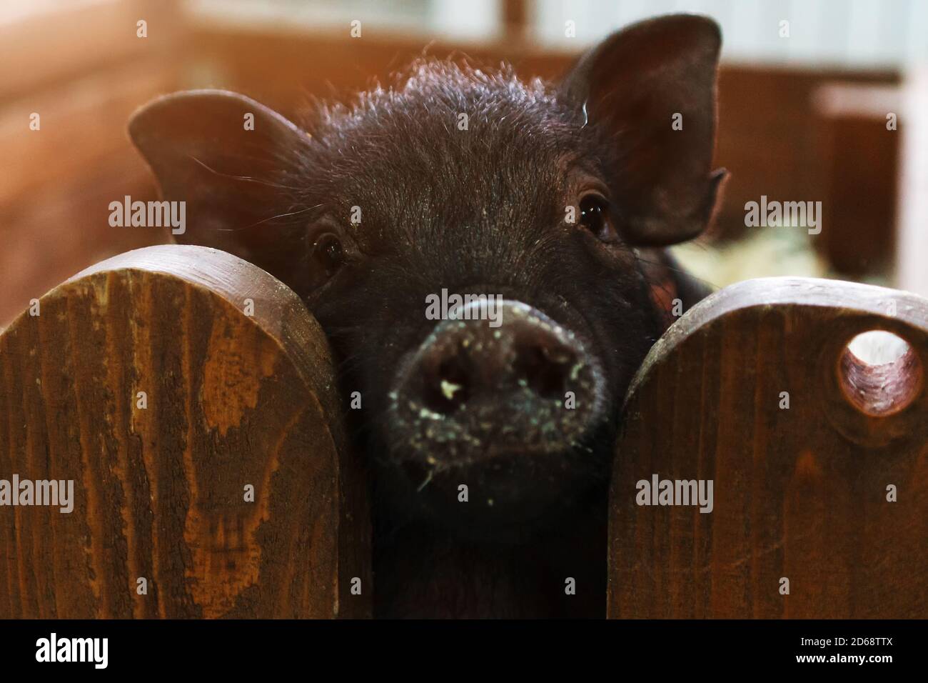 Carino maiale divertente appeso sulla recinzione e guardare la macchina fotografica Foto Stock