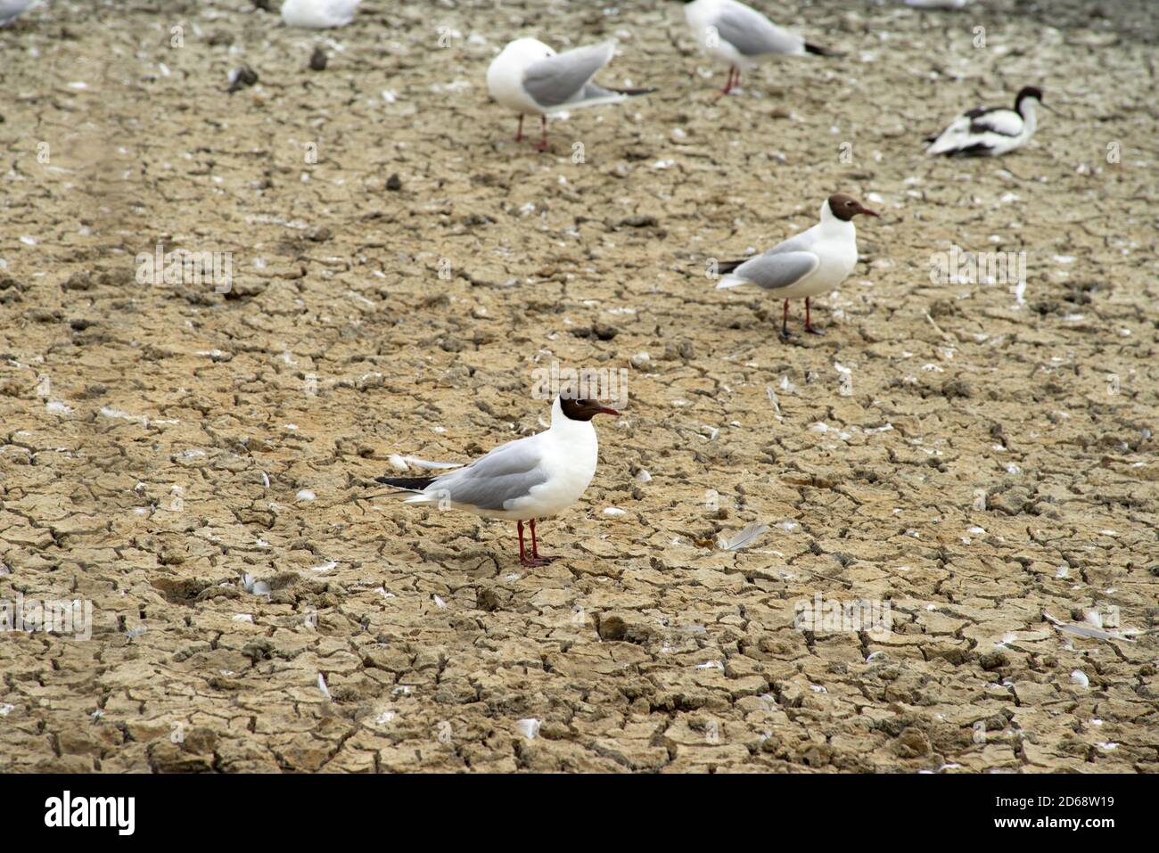 Un gabbiani a testa nera in piedi su zone umide asciutte con sabbia in un'area di inondazione di zone umide Foto Stock