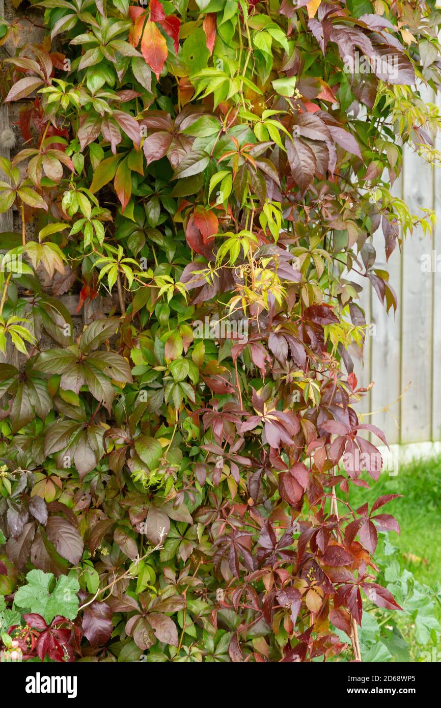 Virginia Creeper Vine che cresce trellis in autunno. Foto Stock