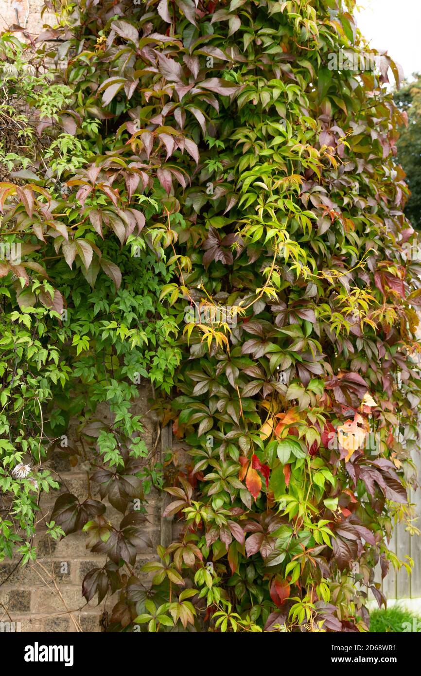 Virginia Creeper Vine che cresce trellis in autunno. Foto Stock