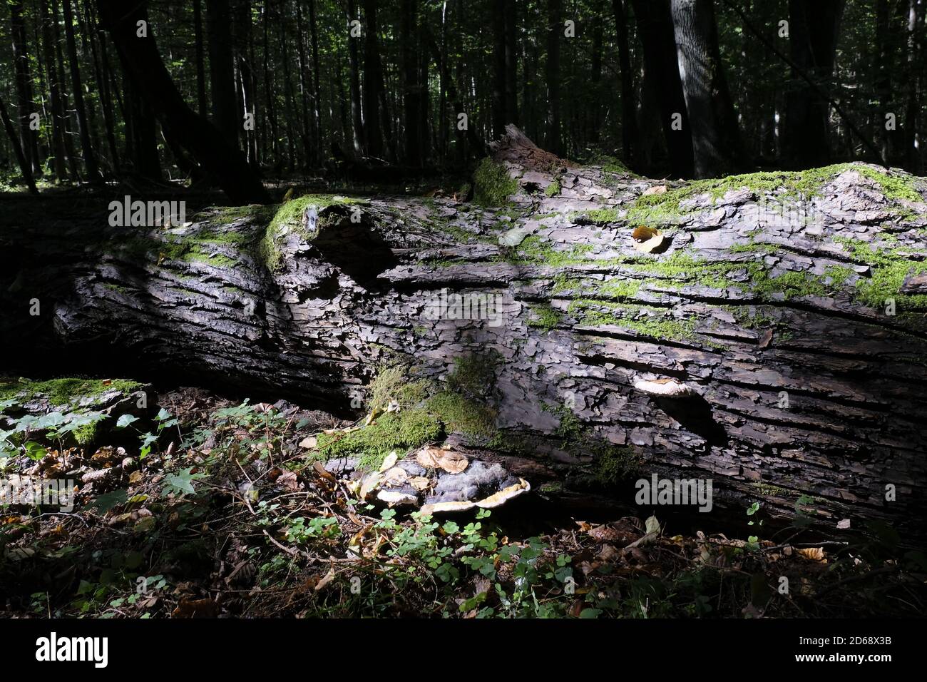 Rotto sdraiato linden tronco di albero in diretta luce del sole, Bialowieza foresta, Polonia, Europa Foto Stock
