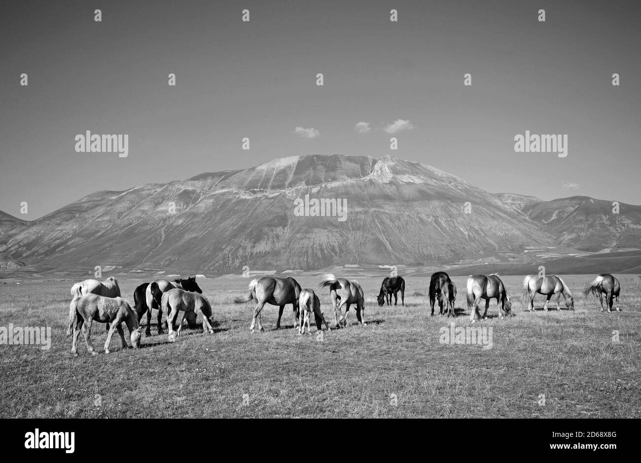 Cavalli selvaggi e cowboy nel Pian Grande di Castelluccio di Norcia, con Monte vettore e Monti Sibillini sullo sfondo Foto Stock