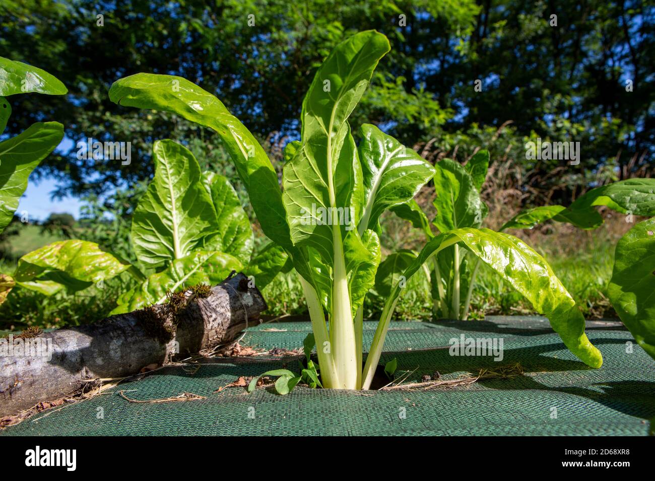 Bietole o bietole svizzere (Beta vulgaris che cresce all'aperto in un tappetino di blocco delle erbacce al sole estivo. Foto Stock