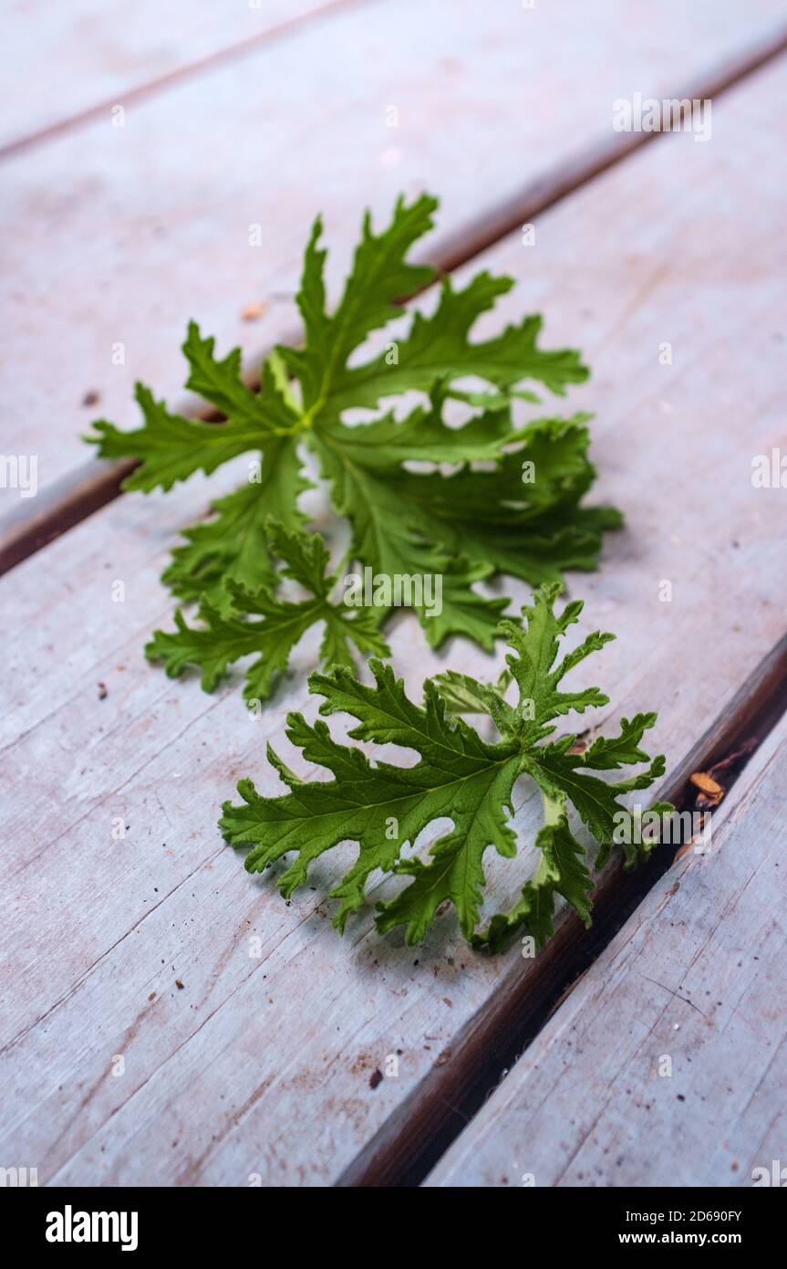 Un impianto di citronella foglia poggiante in olio per preparare in casa repellenti per zanzare Foto Stock Un impianto di citronella foglia poggiante in olio per preparare in casa repellenti per zanzare Foto Stock