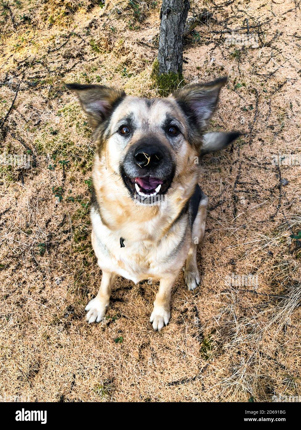 Divertente cane sorridente nella foresta d'autunno al tramonto. Verticale verticale. Animali domestici in una passeggiata. Stagione autunnale. Macinato con aghi di conifere gialli e arancioni. Bella natura settentrionale Foto Stock